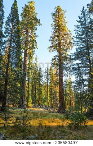 Giant Forest in the rays of the setting sun, Sequoia National Park, Tulare County, California, United States.