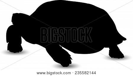 Silhouette Of Big Turtle  In Black Tones