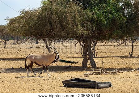 Arabian Oryx Or White Oryx (oryx Leucoryx) In Reserve, Natural Habitat, Goes To Its Trough. Uae, Abu