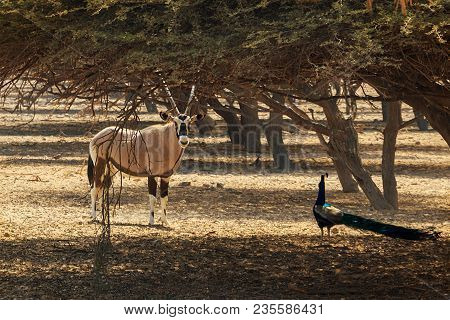 Arabian Oryx Or White Oryx (oryx Leucoryx) And Peacock In Reserve, Natural Habitat, Uae, Abu Dhabi, 