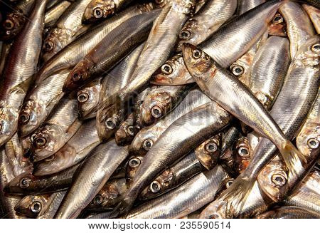 Fresh large sprat. The fish of Salak lies on the ice.
