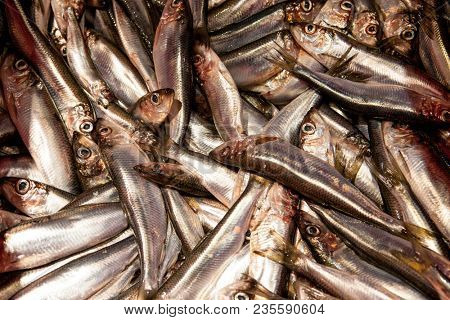 Fresh large sprat. The fish of Salak lies on the ice.