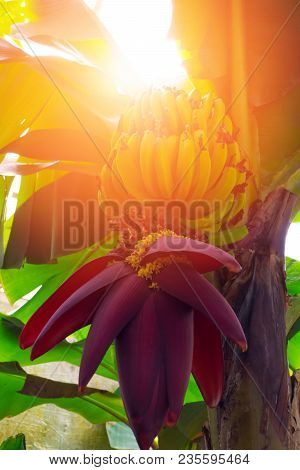 Banana Trees With Fruits And Flower In Lush Tropical Garden