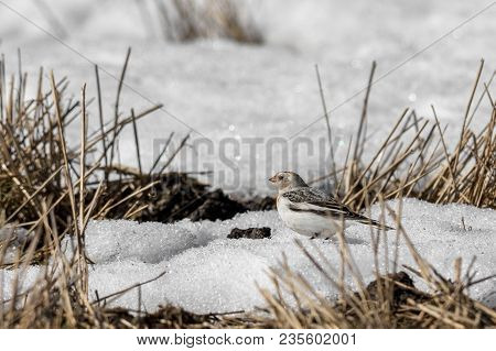 Snow Bunting, Plectrophenax Nivalis, Sitting In Snow On A Field In Spring In Sogne, Norway