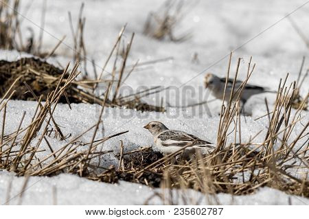 Snow Bunting, Plectrophenax Nivalis, Sitting In Snow On A Field In Spring In Sogne, Norway
