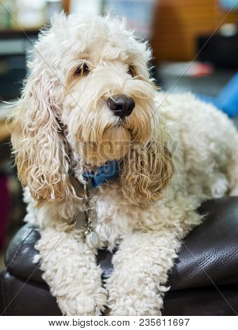 Portrait Of A Fluffy Spoodle Or Cockapoo Dog. The Popular Breed Is A Mix Between Cocker Spaniel And 