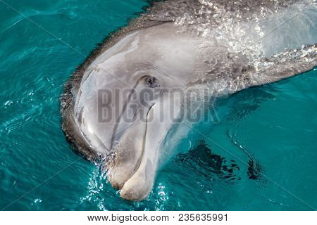 The Yong Bottlenose Dolphin Is Swimming In Red Sea