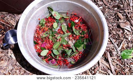Santan Flowers And Leaves Floating In Water In A Round Deep Tub, Ready For A Thailand New Year Celeb