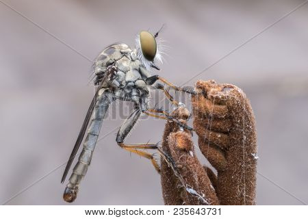 Super Macro Robber Fly Perching On Treetop