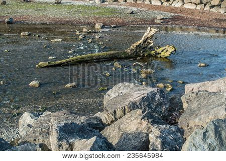 A View Of A Dead Tree Trunck In A Stream In Des Moines, Washington.