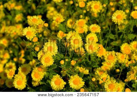 Chrysanthemum Indicum Linn Flowers. Or Chrysanthemum Morifolium Ramat Flowers In Plantation
