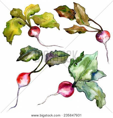 Red Radish Vegetables  In A Watercolor Style Isolated. Full Name Of The Vegetablles: Radish. Aquarel