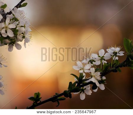 Flowers Of Cherry Tree. Blooming Branch Of Cherrytree. Spring Tree In Blossom