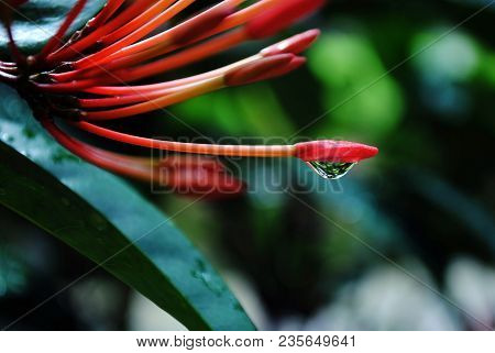 Dewdrops
Dewdrop Suspended From The Tip Of A Santan Flower, With Blurred Leaves In The Background