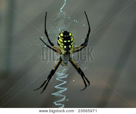 Gelbe & schwarze Spinne