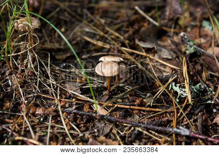 Brown Mushroom Close-up On A Background Of Grass.