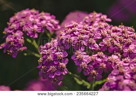 Blossoming Of A Deep Pink Yarrow Close Up