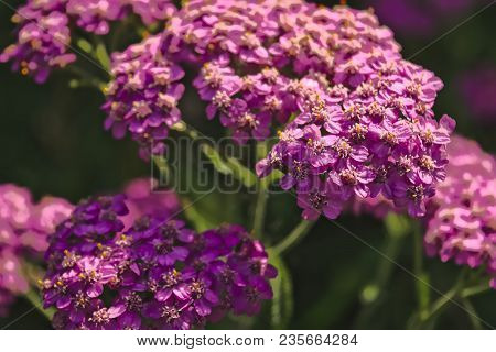 Blossoming Of A Deep Pink Yarrow Close Up