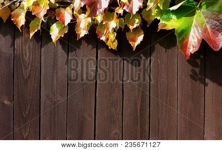 Boston Ivy, Parthenocissus Tricuspidata, Leaves Colorful Wood Fence Board Background