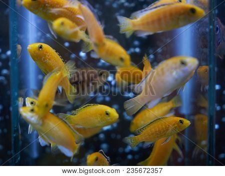 Tropical Yellow Fishes. Electric Yellow Cichlid Labidochromis Caeruleus Malawi Aquarium Fish