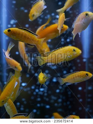 Tropical Yellow Fishes. Electric Yellow Cichlid Labidochromis Caeruleus Malawi Aquarium Fish
