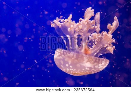 Mastigias Jellyfish Swims In The Blue Ocean