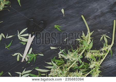 Freshly Harvested Medical Marijuana Grown At Home. Close Up Of A Cannabis Leaves After Being Trimmed