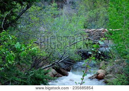 Mountain Stream Hidden By Dense Lush Foilage