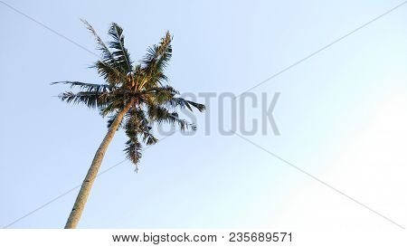 Beautiful Coconut Tree With Sky Backgound. Nature Landscape Backgound Image