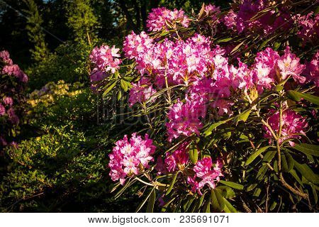 Pink With White Azalea Flowers. Rhododendron. Summer Time