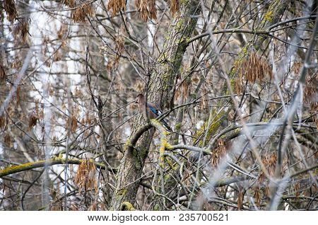 Eurasian Jay On Branch - Garrulus Glandarius. Bird Hiding In The Branches