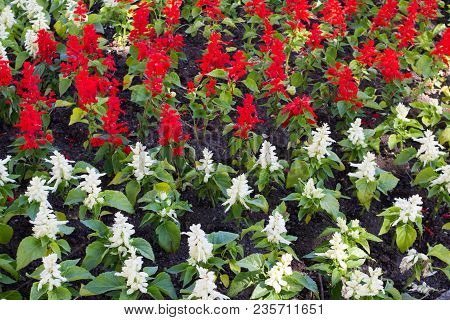 Red And White Flowers Of Lupine On The Flowerbed