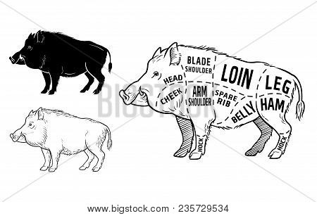 Wild Hog, Boar Game Meat Cut Diagram Scheme - Elements Set On Chalkboard. Vector Illustration