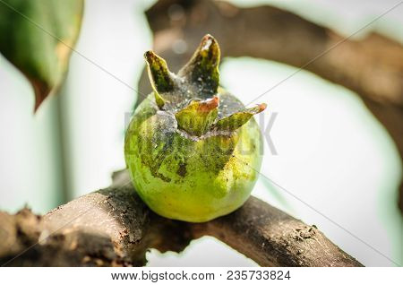 Green Persimmon Trees, Ripening Persimmon On The Persimmon Tree.