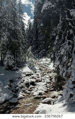 Winter Forest In The Dolomites. Sunny Day In The North Of Italy