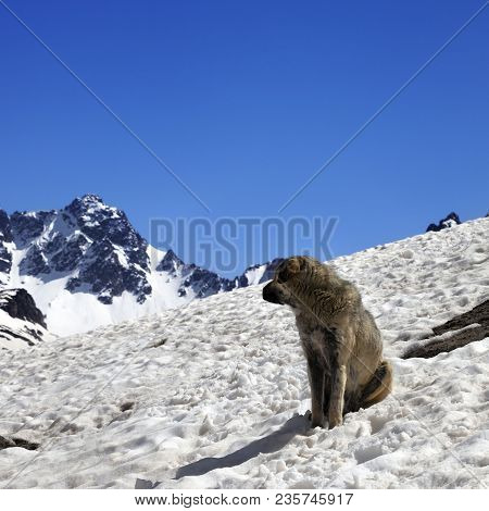 Dog In Snowy Mountains At Nice Sun Day. Turkey, Kachkar Mountains (highest Part Of Pontic Mountains)