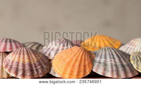 Sea Shells For Background, Deorations And Design