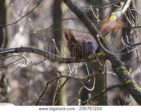 The Red Squirrel Eats A Nut On Sunny Day