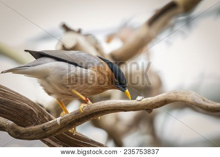 Brahminy Starling Bird On A Tree Branch