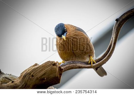 Brahminy Starling Bird On A Tree Branch