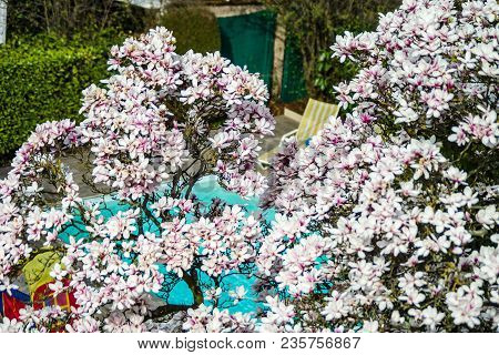Beautiful Pink Magnolia On Cyan Swimming-pool Background, Aerial Overview