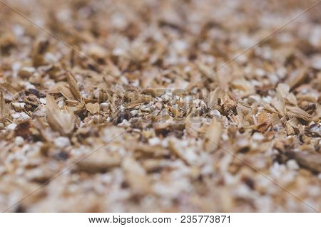 Grinded Grains Of Barley Malt Close-up. Craft Beer Brewing From Grain Barley Pale Malt In Process. A