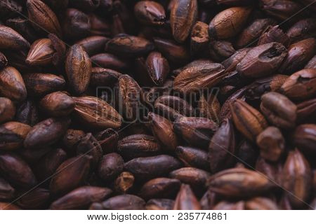 Chocolate Malt In A Bag. Craft Beer Brewing From Grain Barley Malt In Process. Ale Or Lager From Dar