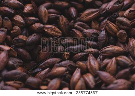 Chocolate Malt In A Bag. Craft Beer Brewing From Grain Barley Malt In Process. Ale Or Lager From Dar