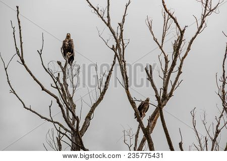 Steppe Eagles On The Branches Of A Dried Tree. The Dreary Landscape And Back
