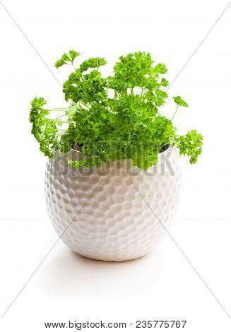 Curly  Parsley Herbs In Pot Isolated On White Background