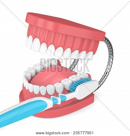 3D Render Of Jaw Model With Toothbrush Over White
