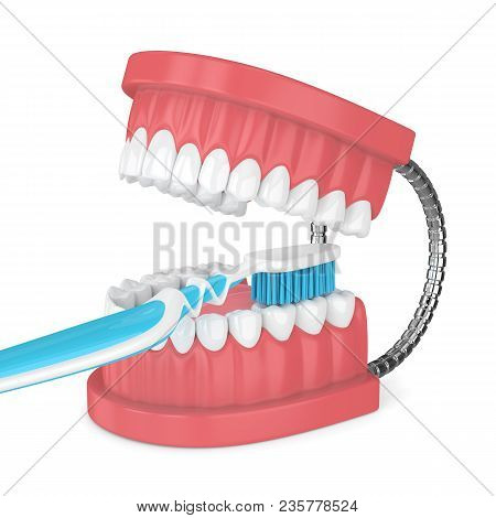 3D Render Of Jaw Model With Toothbrush Over White