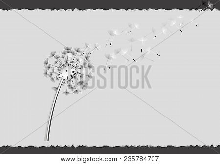 Flying Dandelion Seeds On A Gray Sheet Over A Black Background