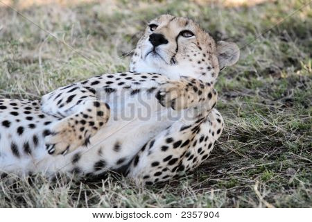 Cheetah